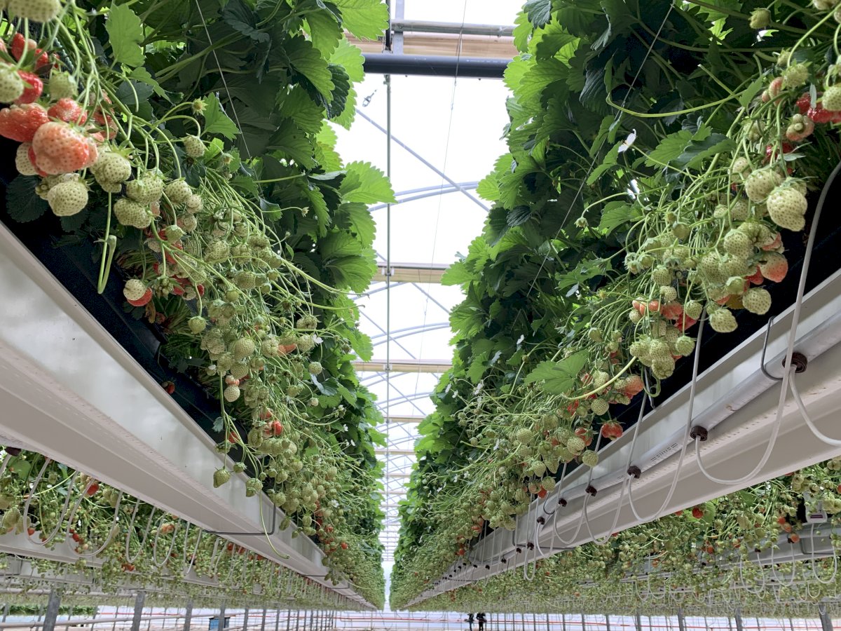 Nacionalinės kokybės ženklu jau galės būti žymima ir šiltnamiuose auginama produkcija