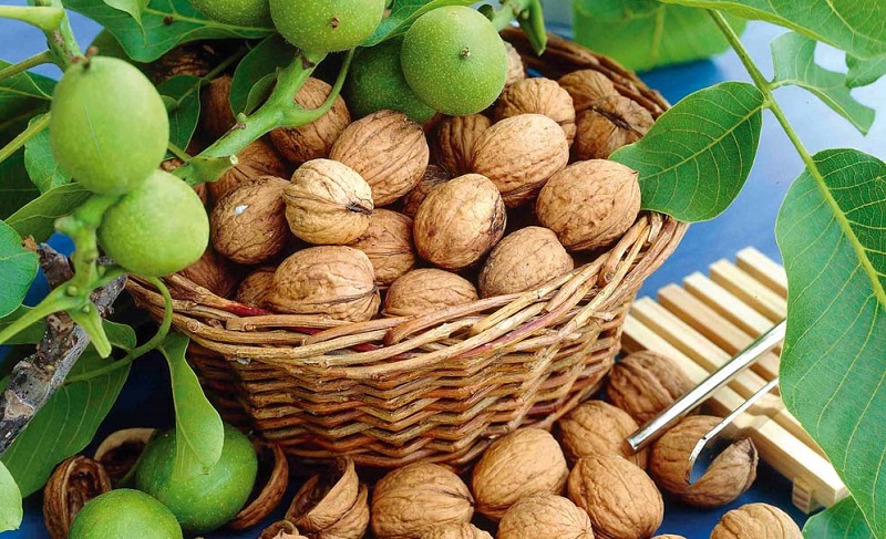 Graikinių riešutų sodinukai: ilgalaikė investicija į jūsų sodą