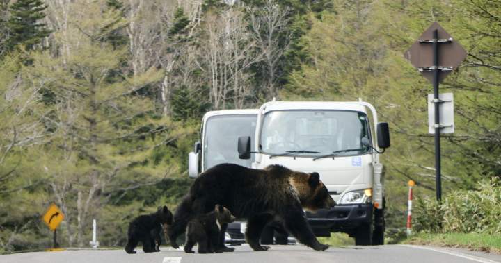 Judriame Japonijos mieste prie viešojo tualeto užpuolė vyrą lokys