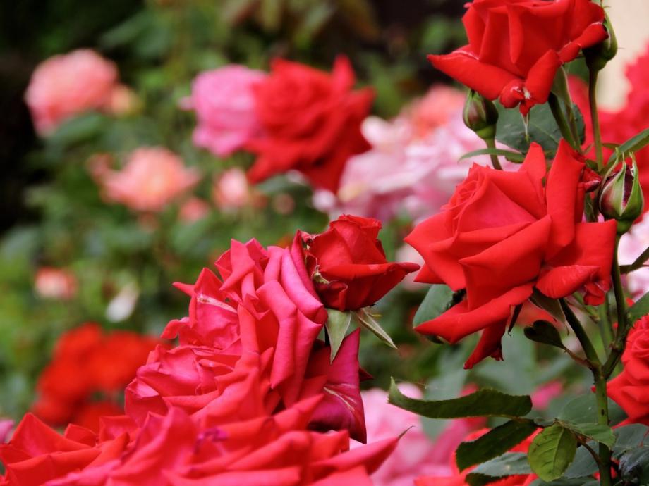Kokybiški rožių sodinukai, pritaikyti Baltijos šalių klimatui