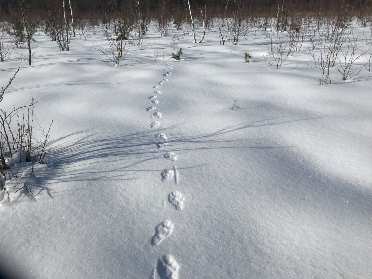 Pėdsekystė gamtoje | Miesto naujienos