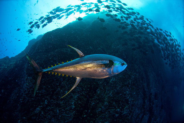 Afrikos vandenyno ateities apsauga ir kodėl svarbu imtis atsargumo priemonių giliavandenės kasybos srityje – pasaulinės problemos