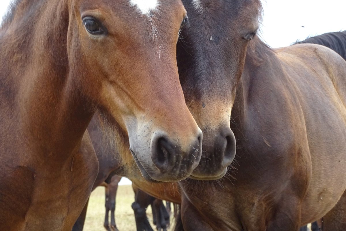 Senųjų Lietuvos gyvulių veislių augintojams – gerokai didesnės išmokos