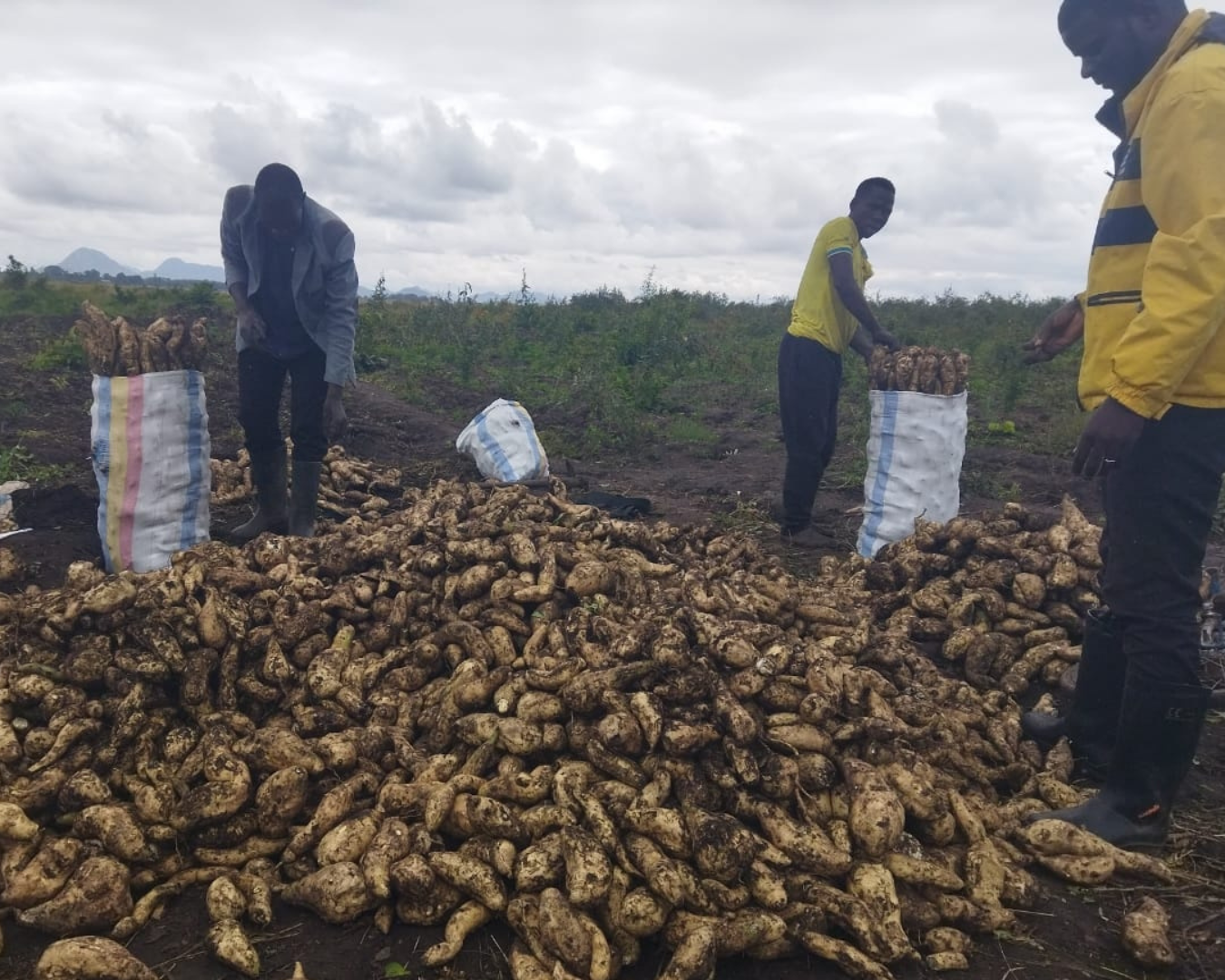 Visoje Afrikoje ir Azijoje GEF padeda ūkininkams perrašyti savo pesticidų istoriją – pasaulinės problemos
